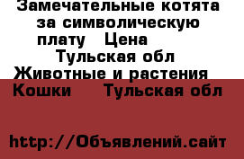 Замечательные котята за символическую плату › Цена ­ 100 - Тульская обл. Животные и растения » Кошки   . Тульская обл.